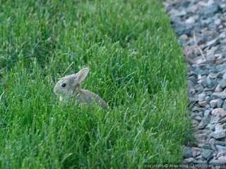 Very small rabbit