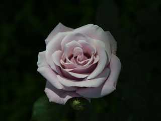 Lavender rose.